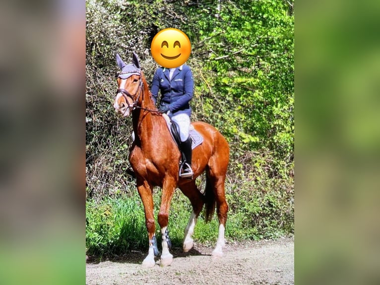 Westfaliano Caballo castrado 8 años 178 cm Alazán in Borken