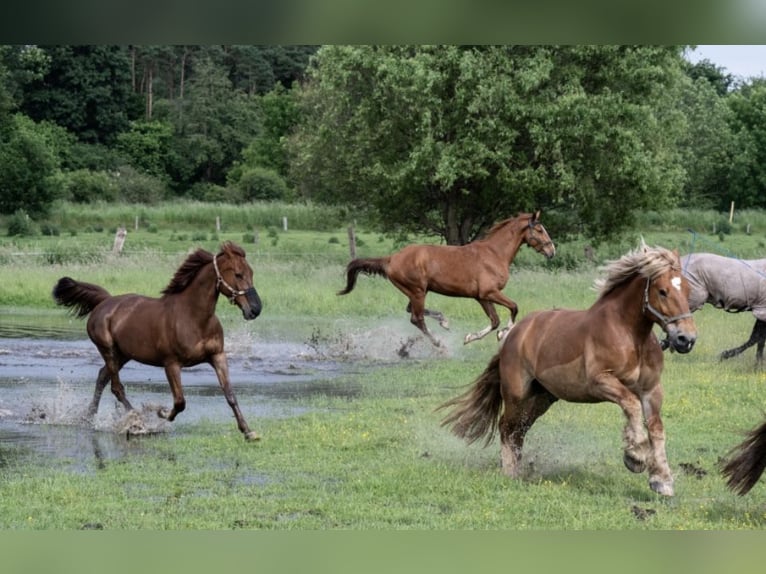 Westfaliano Caballo castrado 8 años 178 cm Alazán in Borken