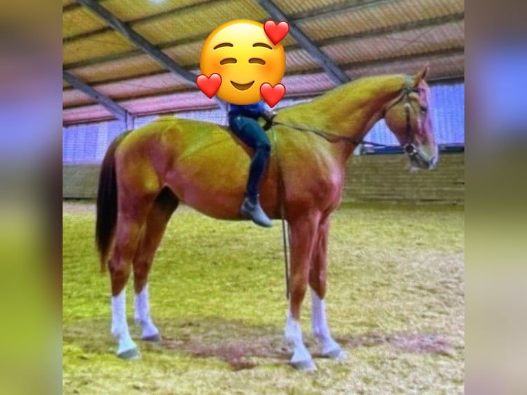 Westfaliano Caballo castrado 8 años 178 cm Alazán in Borken