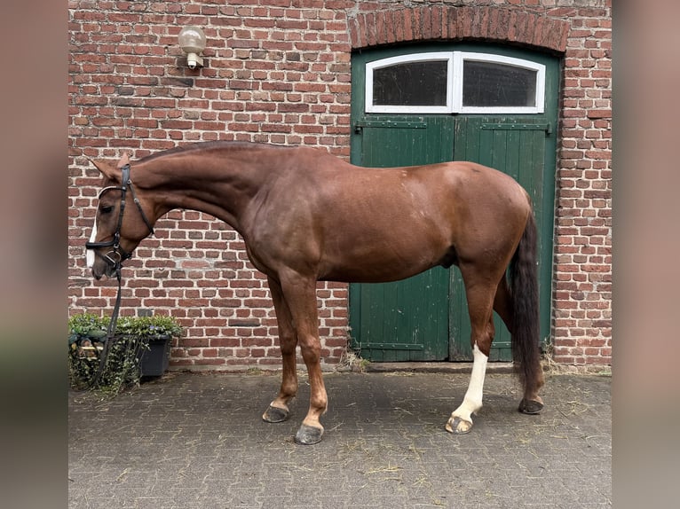 Westfaliano Caballo castrado 8 años 178 cm Alazán-tostado in Remscheid