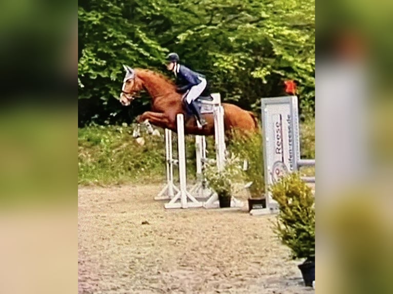 Westfaliano Caballo castrado 8 años 178 cm in Borken