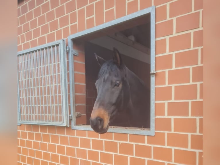 Westfaliano Caballo castrado 8 años 178 cm Castaño oscuro in Stadtlohn