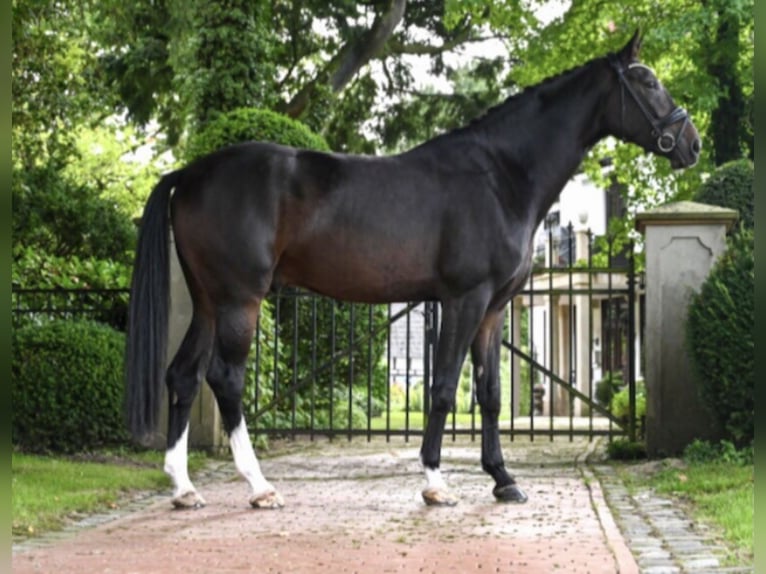 Westfaliano Caballo castrado 8 años 180 cm Castaño oscuro in Bramsche