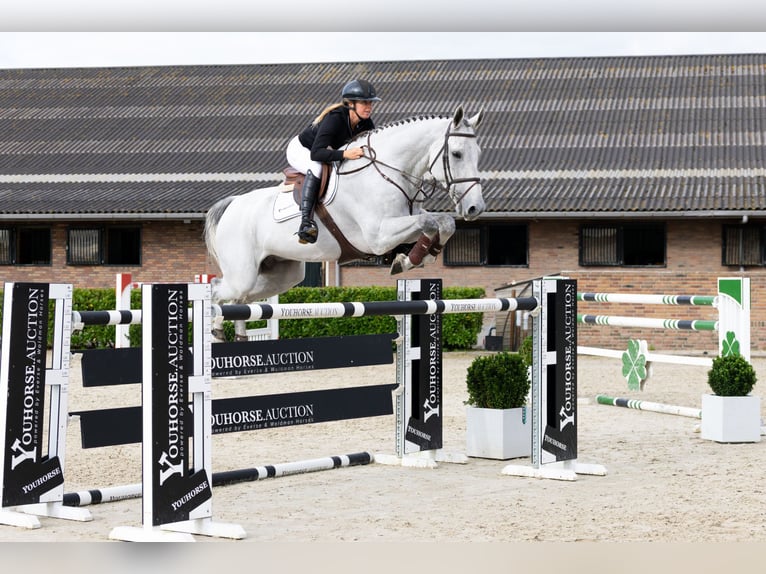 Westfaliano Caballo castrado 8 años 180 cm Tordo in Waddinxveen