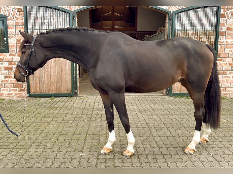 Westfaliano Caballo castrado 8 años Castaño oscuro in Bonefeld