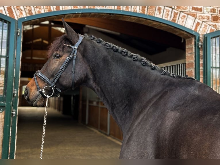 Westfaliano Caballo castrado 8 años Castaño oscuro in Bonefeld