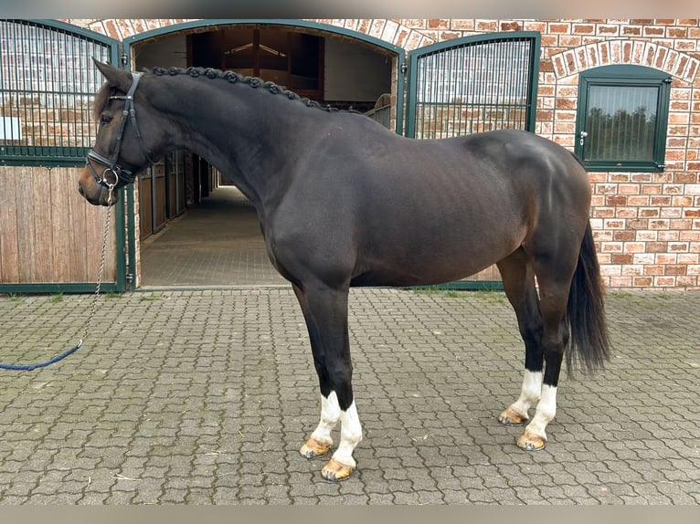 Westfaliano Caballo castrado 8 años Castaño oscuro in Bonefeld