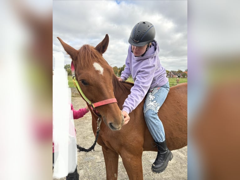 Westfaliano Caballo castrado 9 años 165 cm Alazán in Krummhörn Upleward