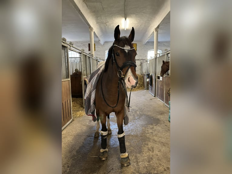 Westfaliano Caballo castrado 9 años 165 cm Castaño in Barntrup