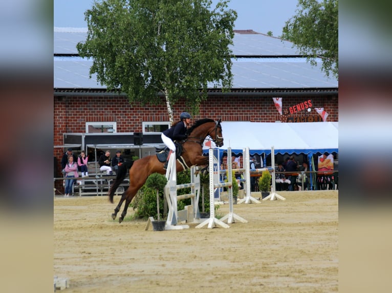 Westfaliano Caballo castrado 9 años 165 cm Castaño in Reken