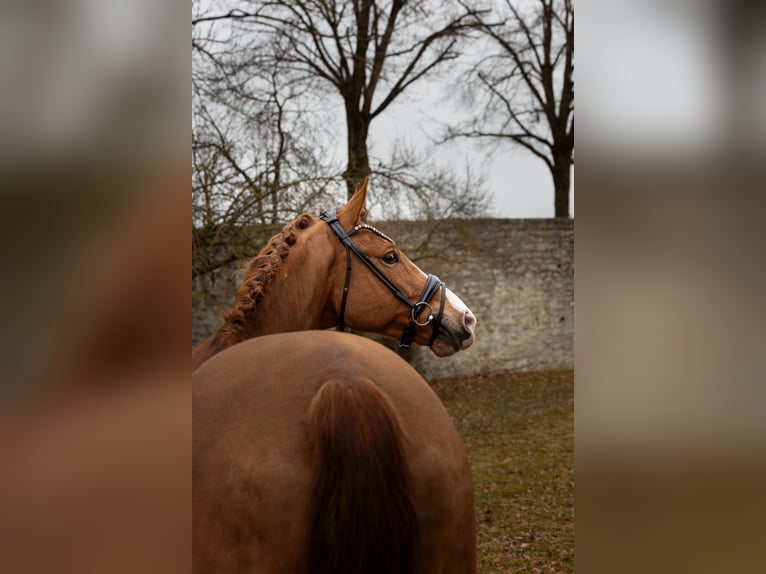 Westfaliano Caballo castrado 9 años 167 cm Alazán in Hayingen