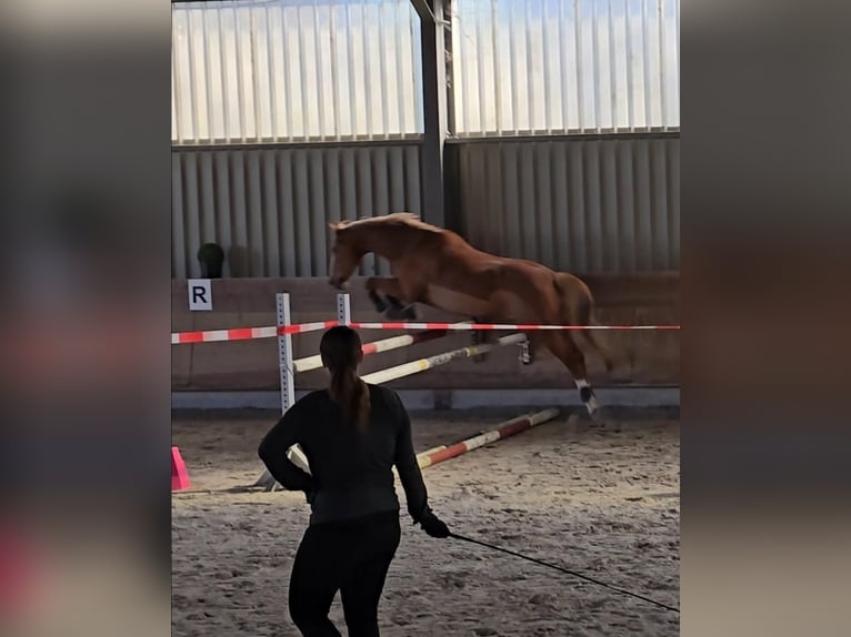 Westfaliano Caballo castrado 9 años 167 cm Alazán in Babenhausen