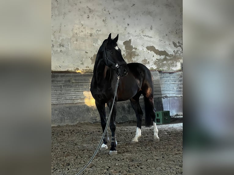 Westfaliano Caballo castrado 9 años 167 cm Negro in Šamorín