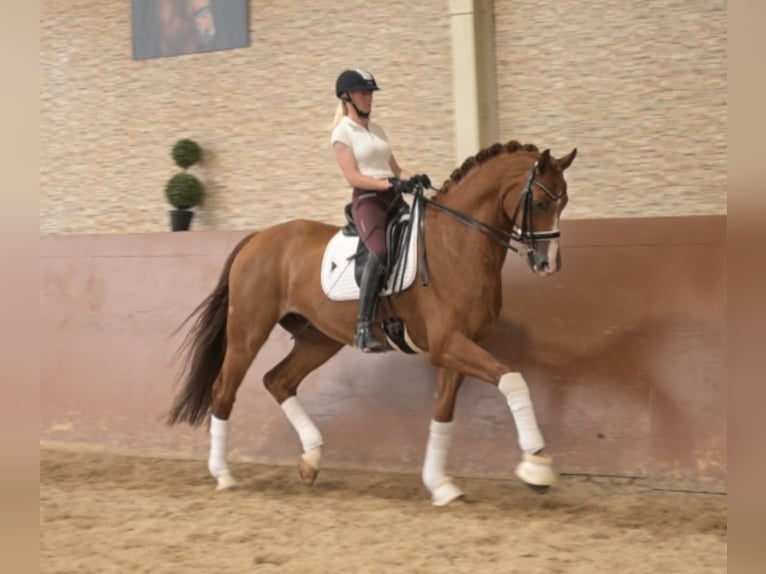 Westfaliano Caballo castrado 9 años 168 cm Alazán in Wehringen