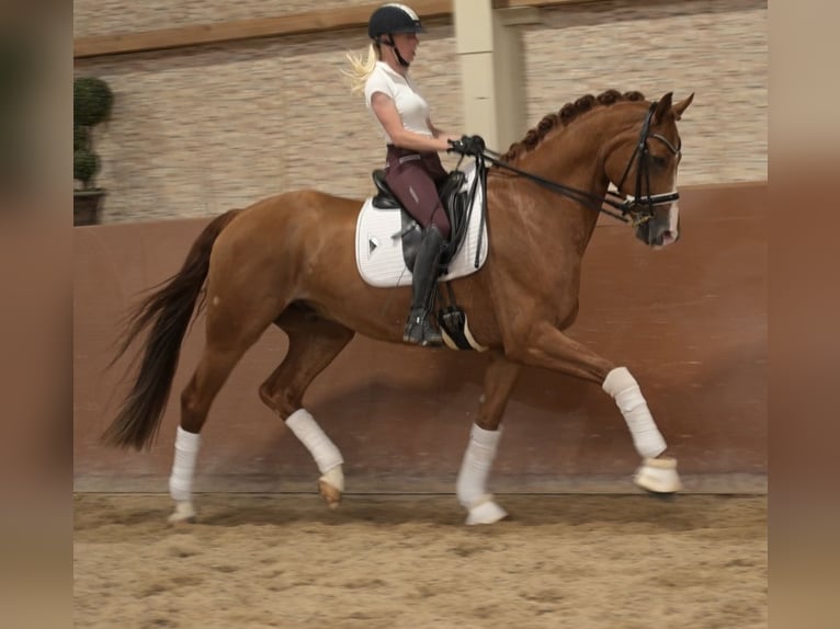 Westfaliano Caballo castrado 9 años 168 cm Alazán in Wehringen