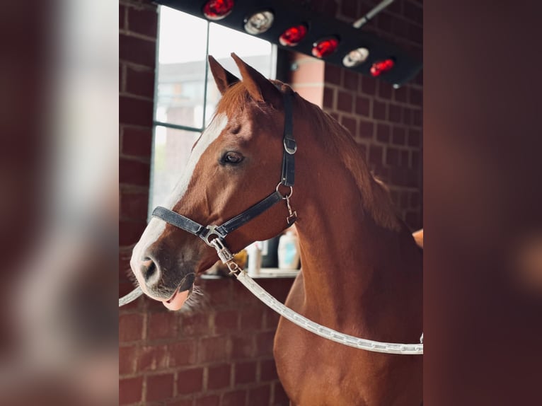 Westfaliano Caballo castrado 9 años 168 cm Alazán-tostado in Wuppertal