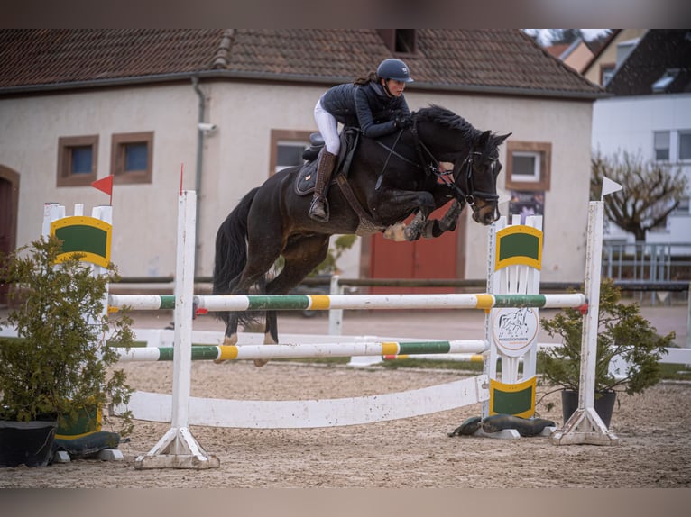 Westfaliano Caballo castrado 9 años 168 cm Morcillo in Neustadt an der Weinstraße