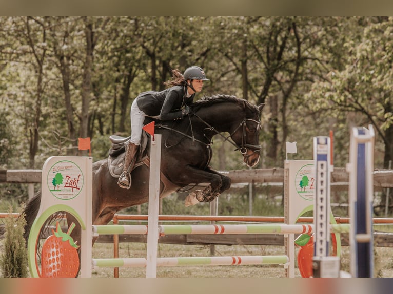 Westfaliano Caballo castrado 9 años 168 cm Morcillo in Neustadt an der Weinstraße