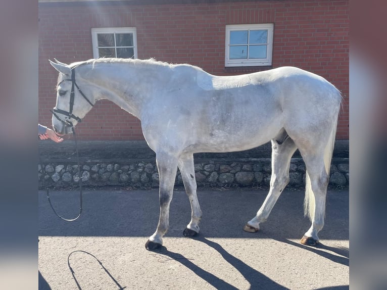 Westfaliano Caballo castrado 9 años 168 cm Tordo in Thedinghausen