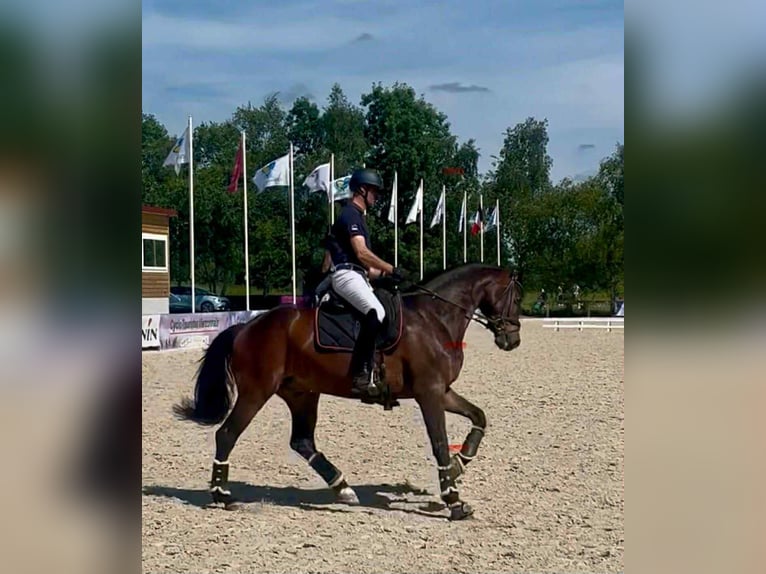 Westfaliano Caballo castrado 9 años 170 cm Castaño in Viriville