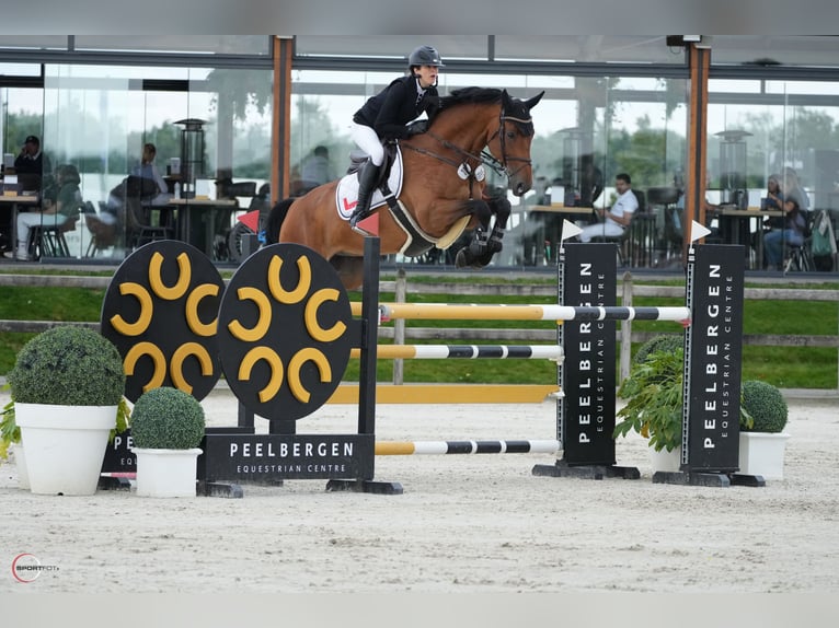 Westfaliano Caballo castrado 9 años 170 cm Castaño in Nidda