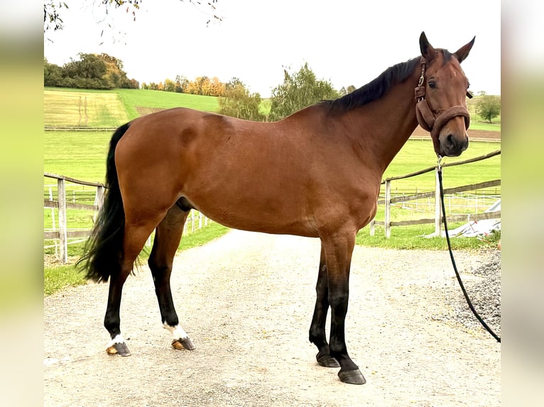 Westfaliano Caballo castrado 9 años 170 cm Castaño in Nidda