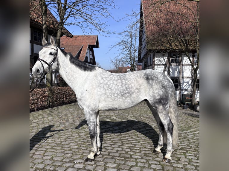 Westfaliano Caballo castrado 9 años 170 cm Tordo rodado in Osnabrück