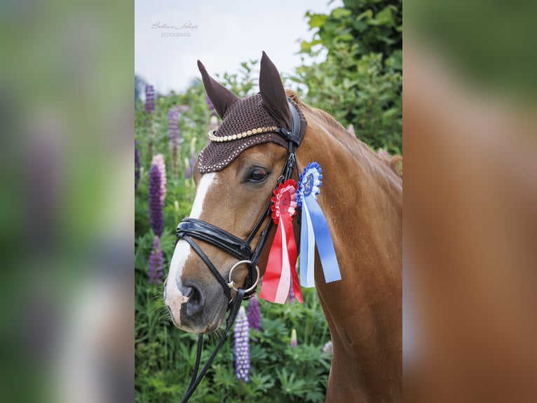 Westfaliano Caballo castrado 9 años 172 cm Alazán in Bad Wildungen