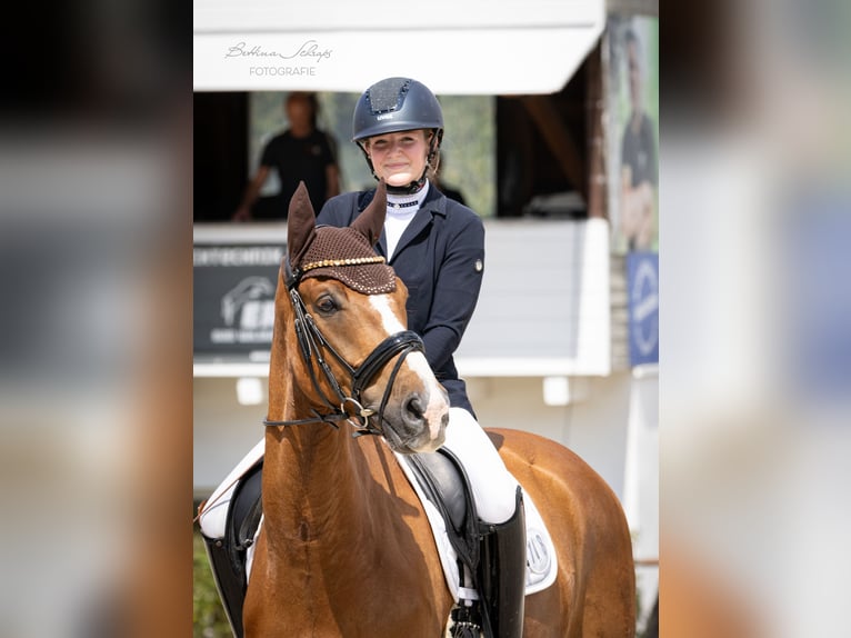 Westfaliano Caballo castrado 9 años 172 cm Alazán in Bad Wildungen