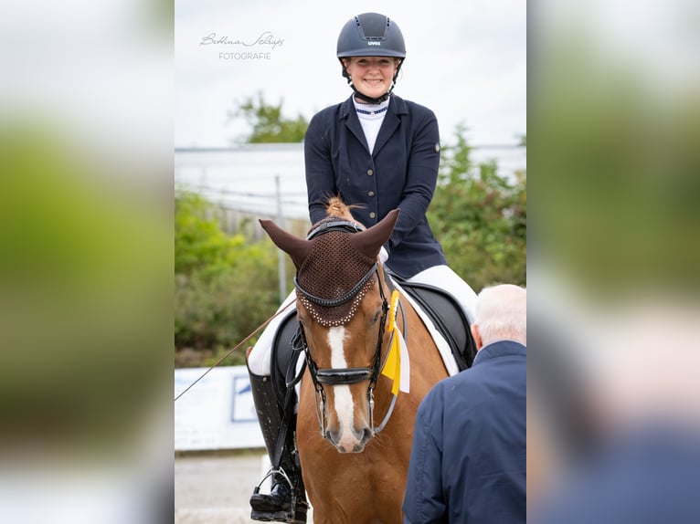 Westfaliano Caballo castrado 9 años 172 cm Alazán in Bad Wildungen