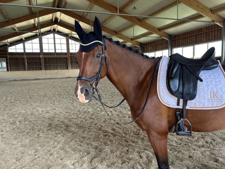 Westfaliano Caballo castrado 9 años 172 cm Castaño in Passau