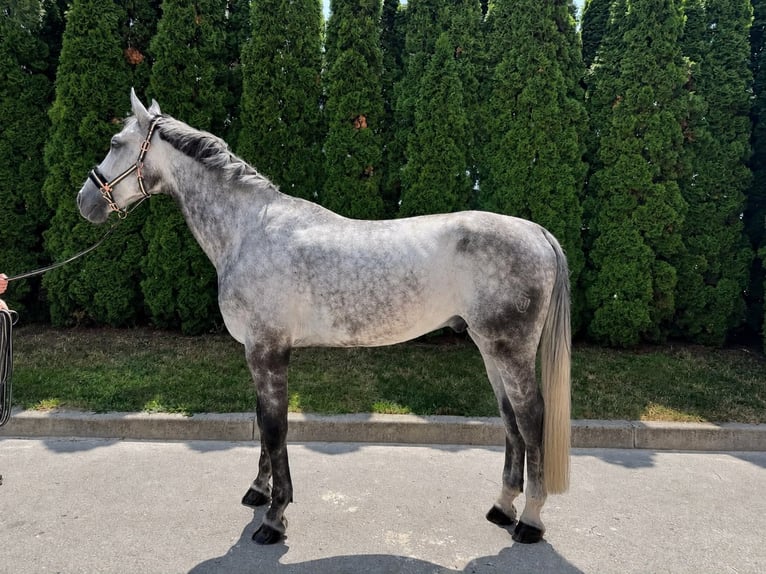 Westfaliano Caballo castrado 9 años 172 cm Tordo in Zhashkiv