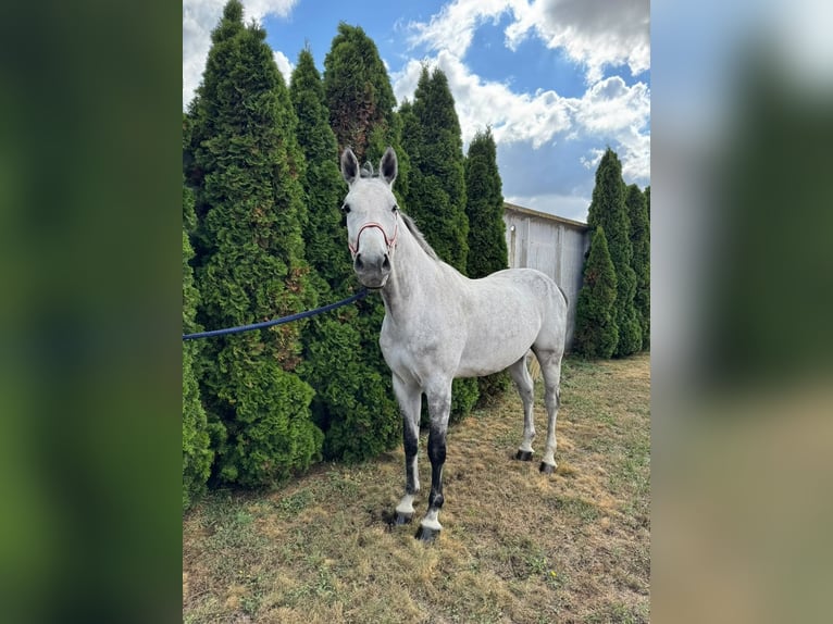 Westfaliano Caballo castrado 9 años 172 cm Tordo in Zhashkiv