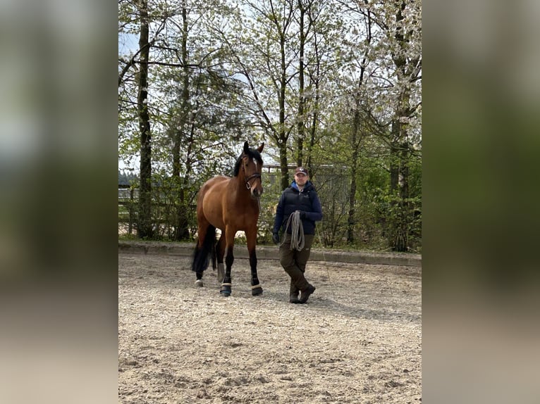 Westfaliano Caballo castrado 9 años 173 cm Castaño in Winkelsett