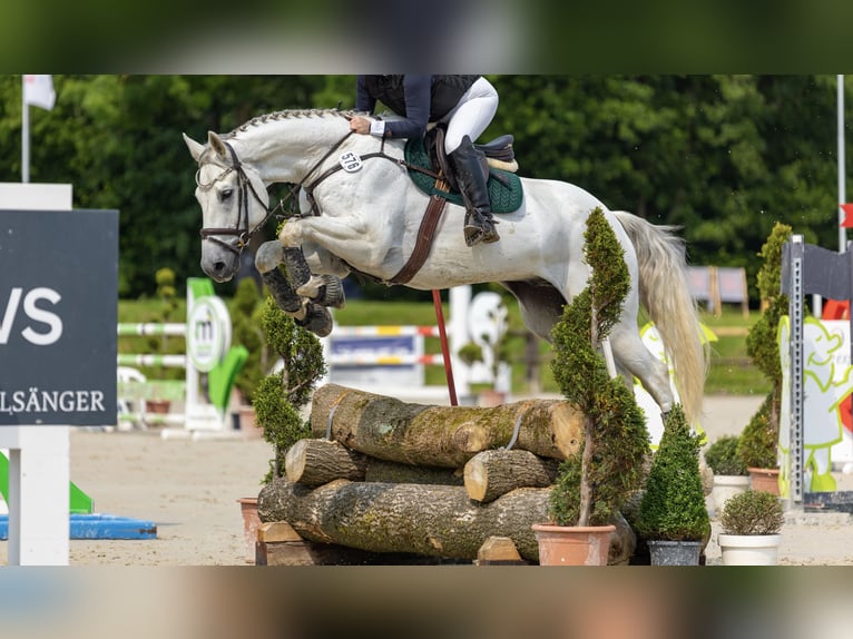 Westfaliano Caballo castrado 9 años 173 cm Tordo in Kalletal