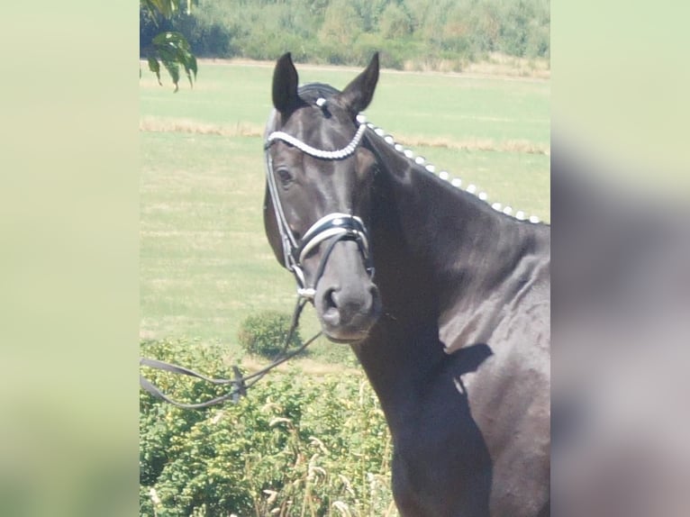 Westfaliano Caballo castrado 9 años 174 cm Negro in Iserlohn