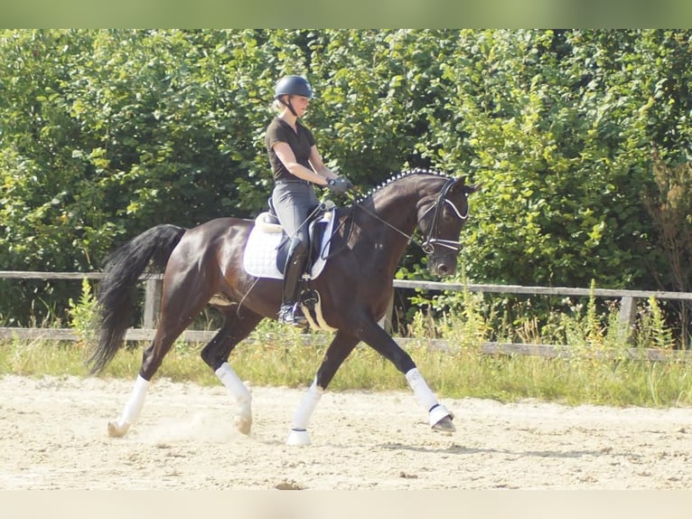 Westfaliano Caballo castrado 9 años 174 cm Negro in Iserlohn