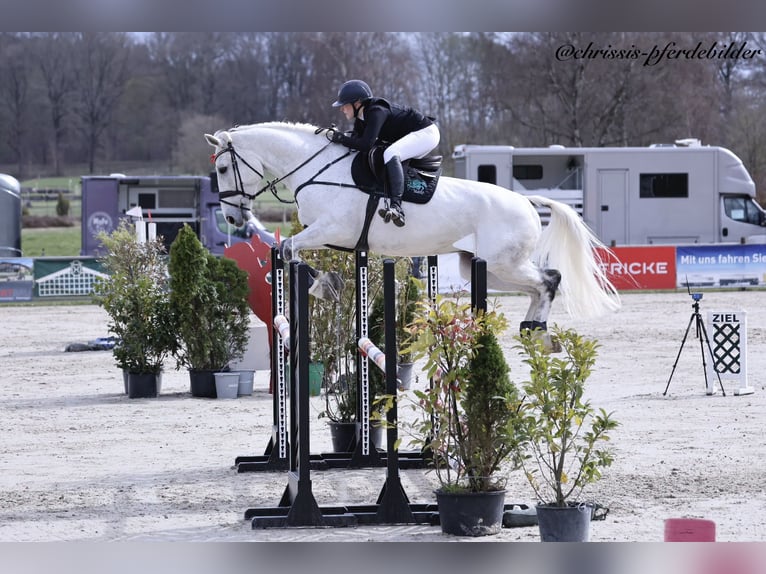 Westfaliano Caballo castrado 9 años 174 cm Tordo in Braunschweig