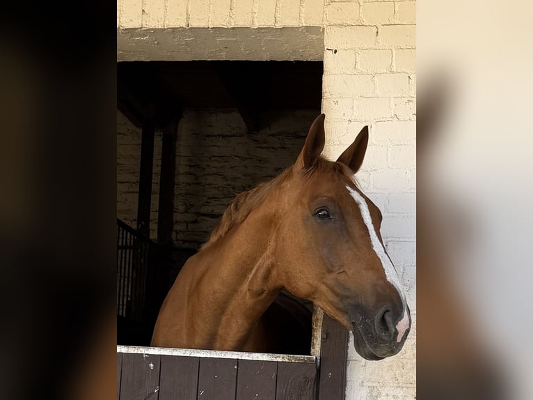 Westfaliano Caballo castrado 9 años 175 cm Alazán in Köln