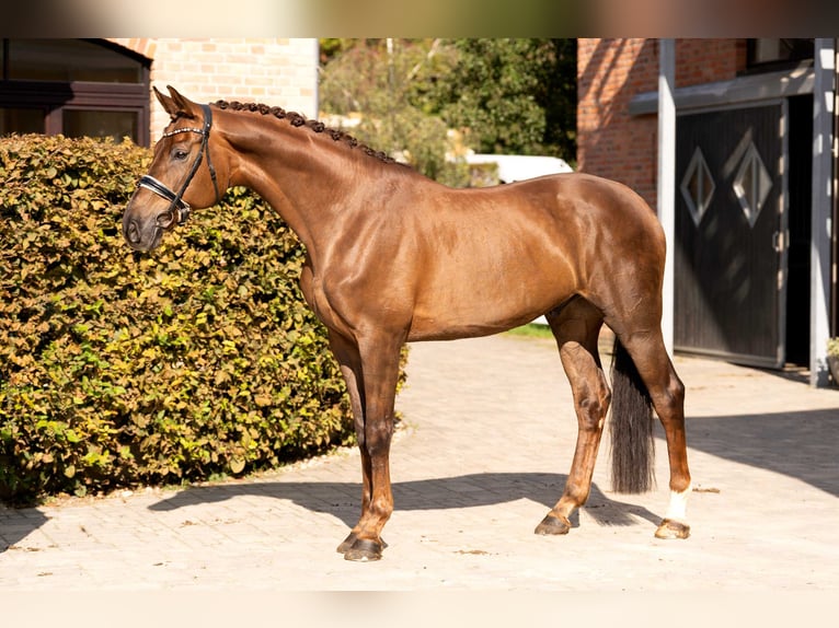 Westfaliano Caballo castrado 9 años 175 cm Alazán-tostado in Berlin