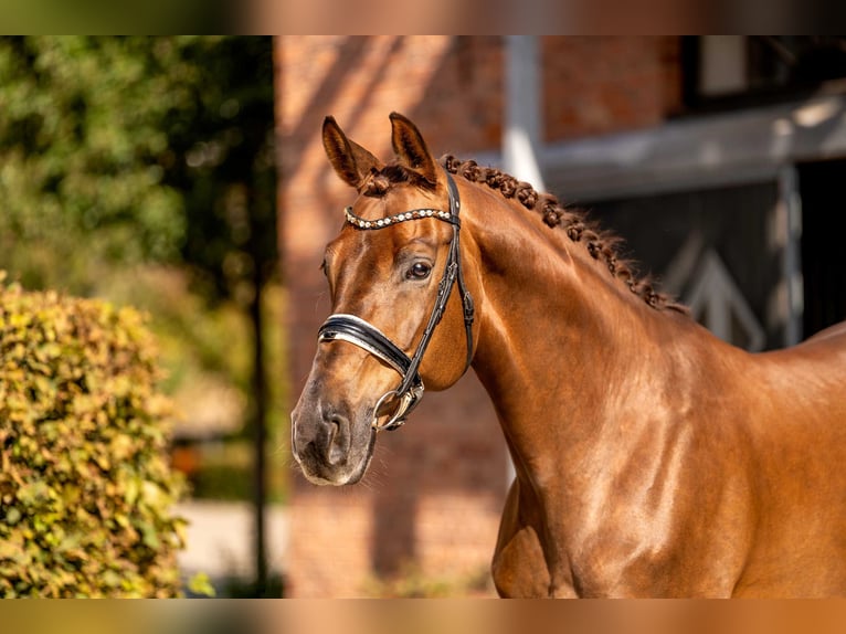 Westfaliano Caballo castrado 9 años 175 cm Alazán-tostado in Berlin