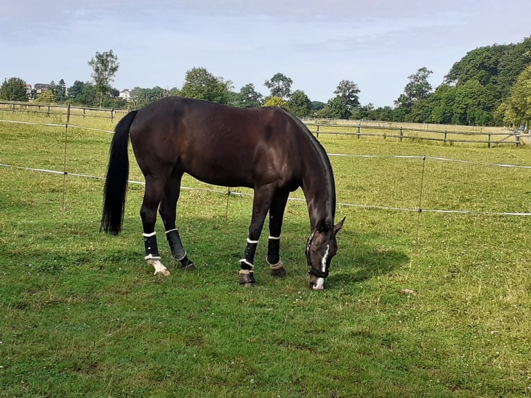 Westfaliano Caballo castrado 9 años 176 cm Castaño oscuro in Saarlouis
