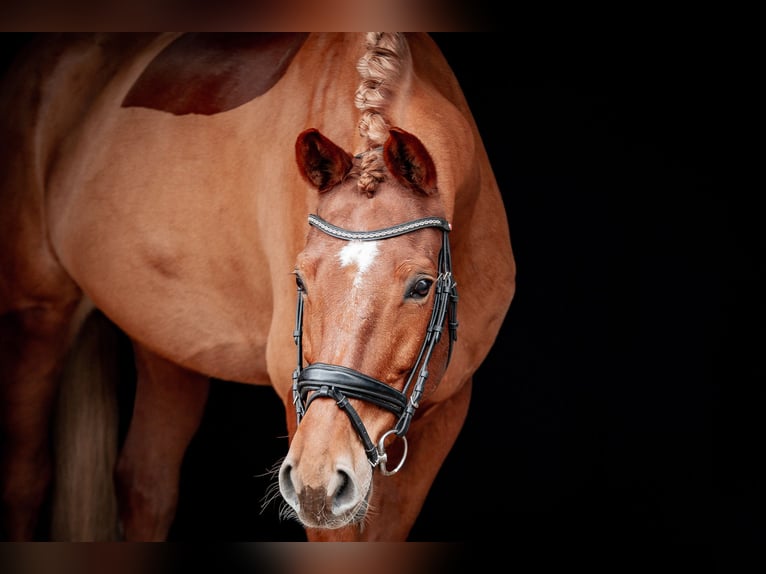 Westfaliano Caballo castrado 9 años 178 cm Alazán in Gleißenberg