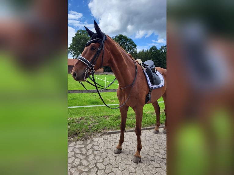 Westfaliano Caballo castrado 9 años 178 cm Alazán in Lienen