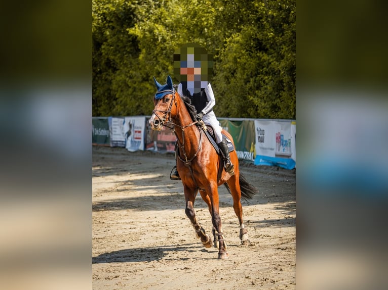 Westfaliano Caballo castrado 9 años 178 cm Castaño in Hamm