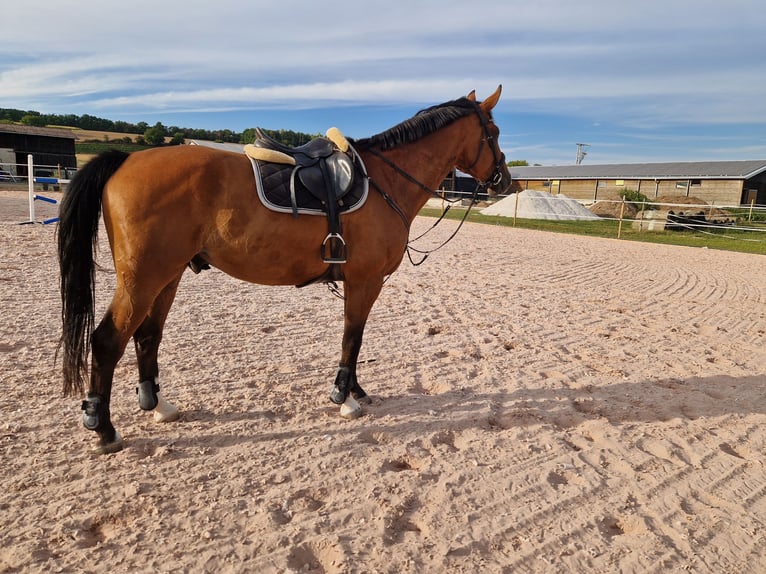Westfaliano Caballo castrado 9 años 178 cm Castaño in Mühlhausen