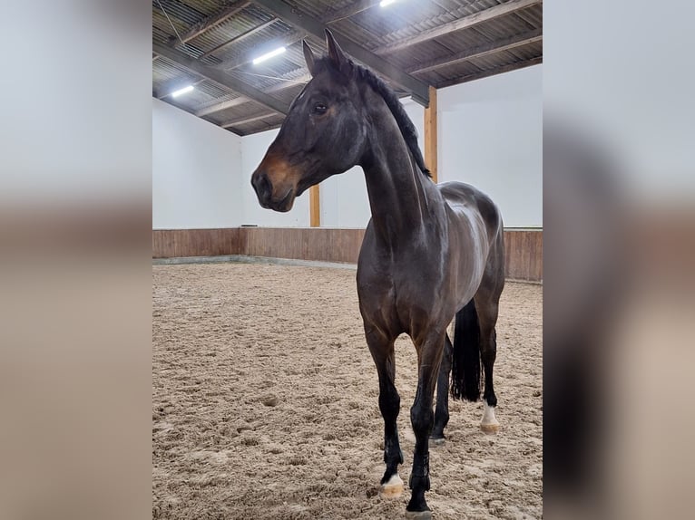 Westfaliano Caballo castrado 9 años 180 cm Castaño oscuro in Ebreichsdorf