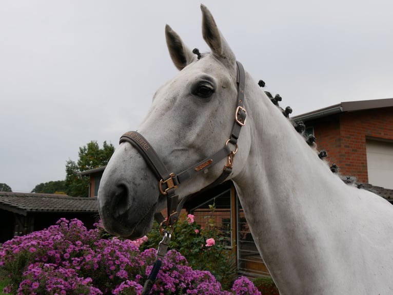 Westfaliano Caballo castrado 9 años 188 cm  in Dorsten