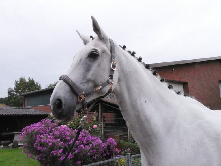 Westfaliano Caballo castrado 9 años 188 cm  in Dorsten