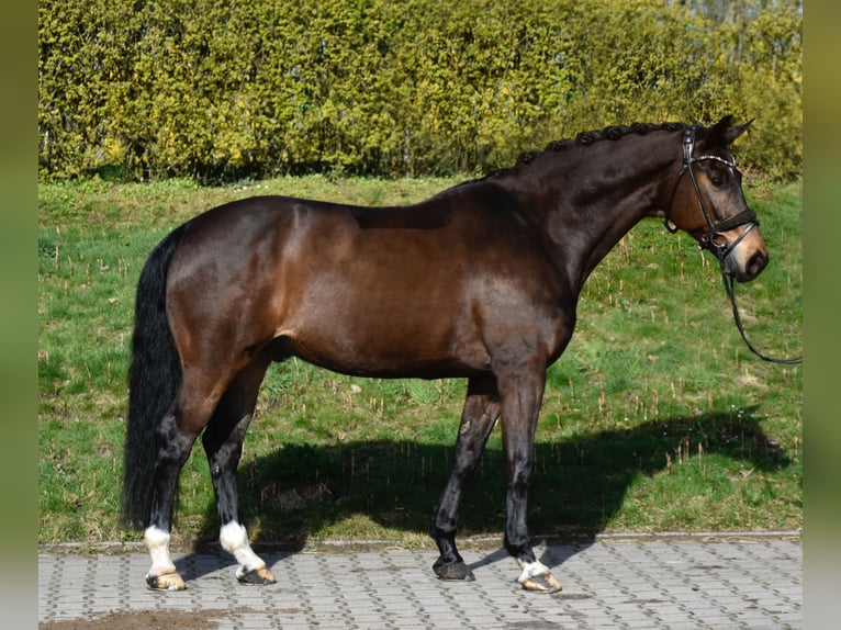 Westfaliano Castrone 10 Anni 165 cm Baio in Fürstenau